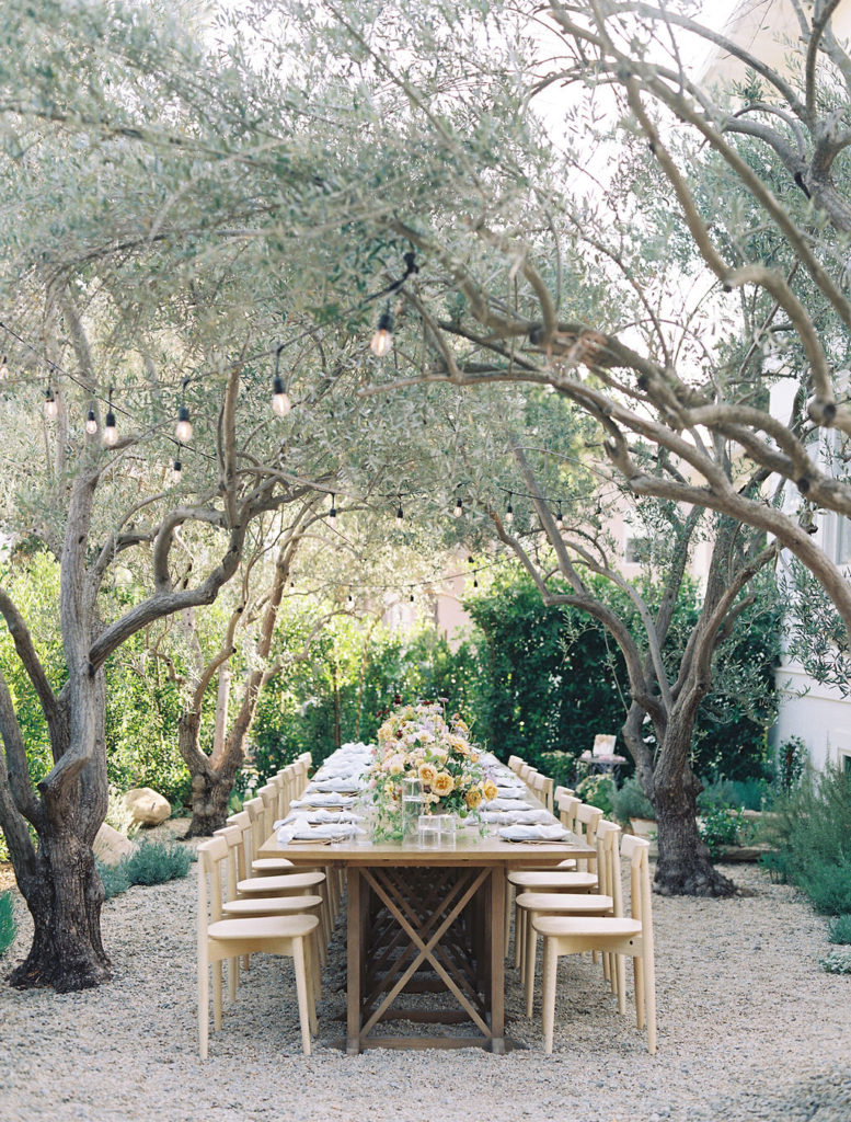 reception setup under olive trees