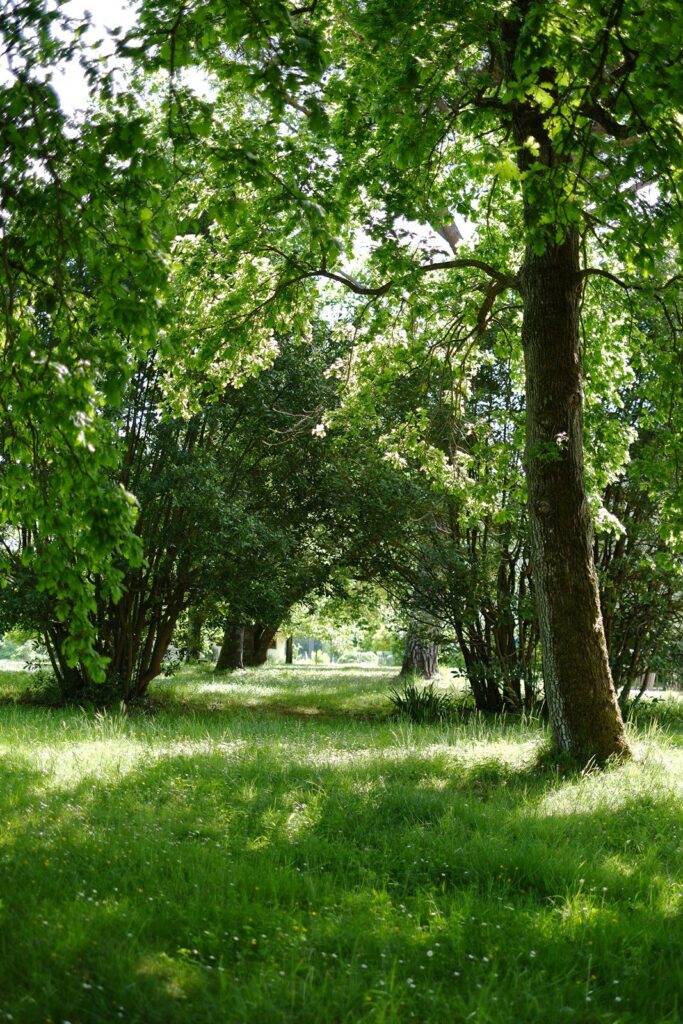 trees and grass at ceremony spot
